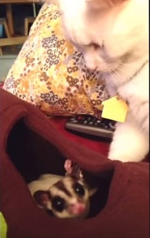 フクロモモンガの赤ちゃんを見守る猫