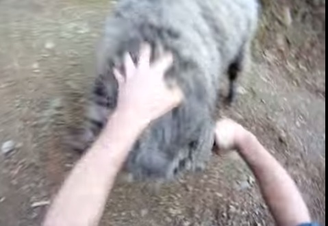 荒々しい戦い！ツーリングで遭遇した羊と「バイクVS羊」から「素手VS羊」へ！