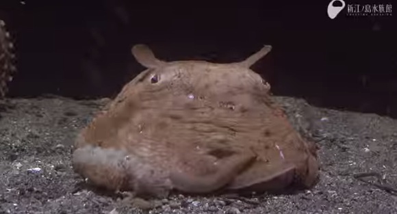 癒し系深海生物『メンダコ』の動画