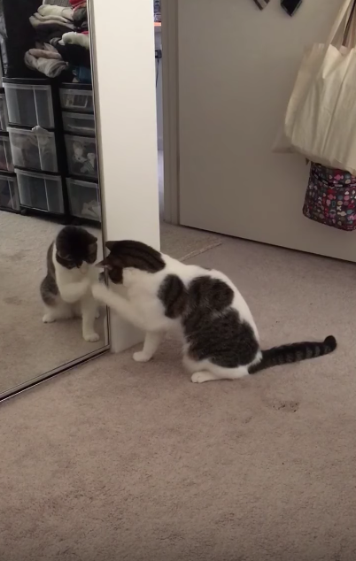 鏡に映る自分にハテナ？な猫が可愛すぎる！