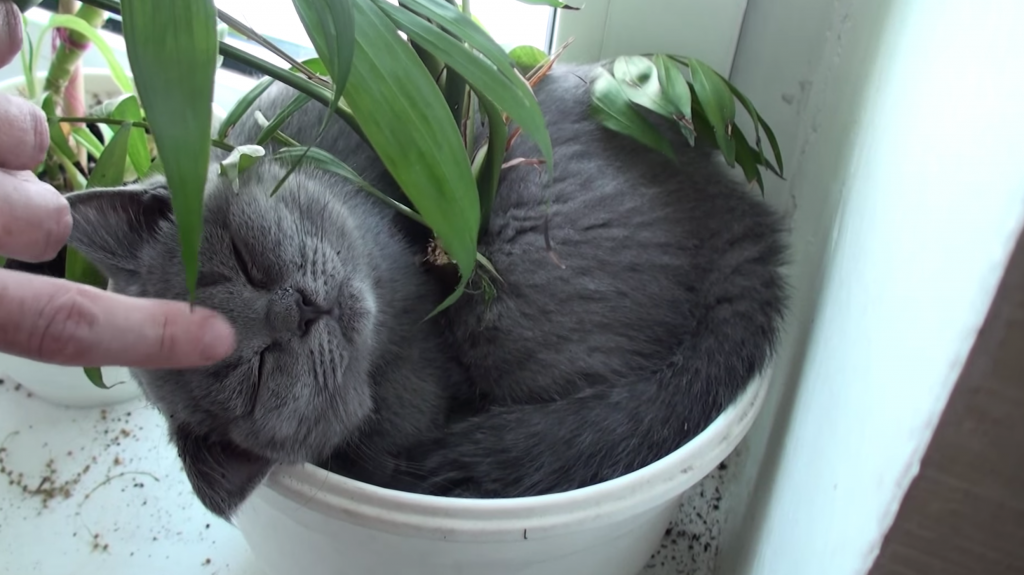 観葉植物と一体になった猫