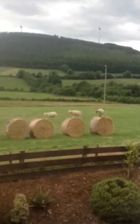 牧草ロールの上でピョンピョン遊ぶ子羊にほのぼのする動画