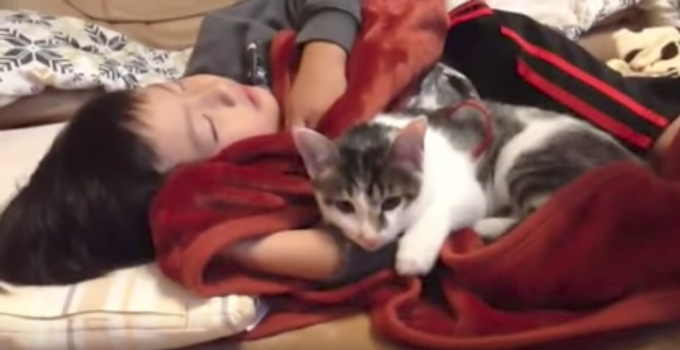 寝ている男の子をペロペロ・ハムハムする猫ちゃんの動画