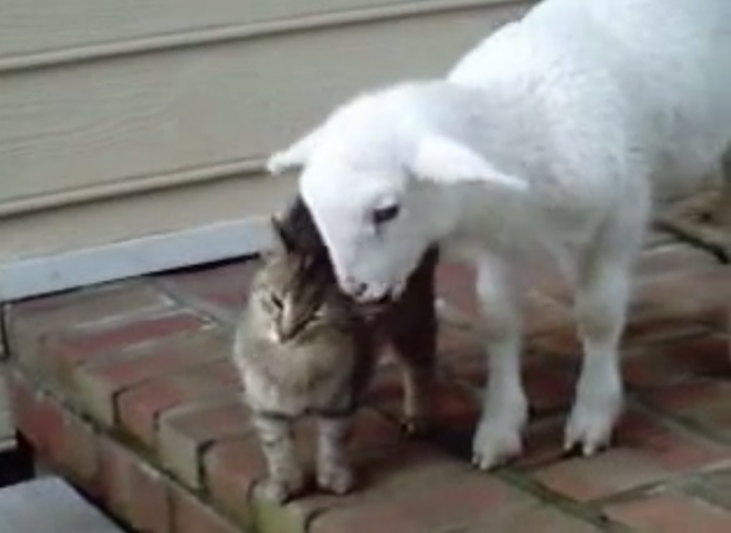 子ヤギが猫の耳をムシャムシャしている動画
