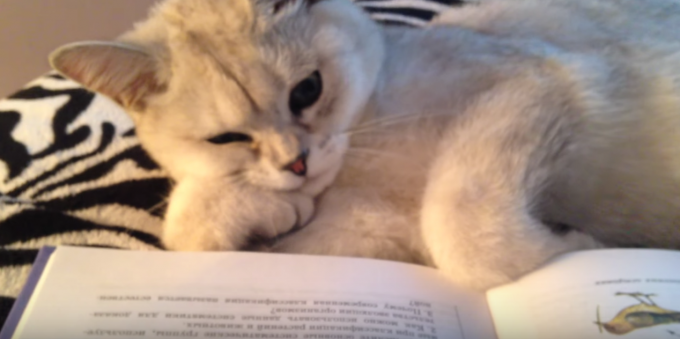 文豪「夏目漱石」を思わせる読書家な猫とは？