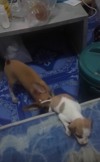 赤ちゃん犬を助ける子犬の友情にホッコリする動画