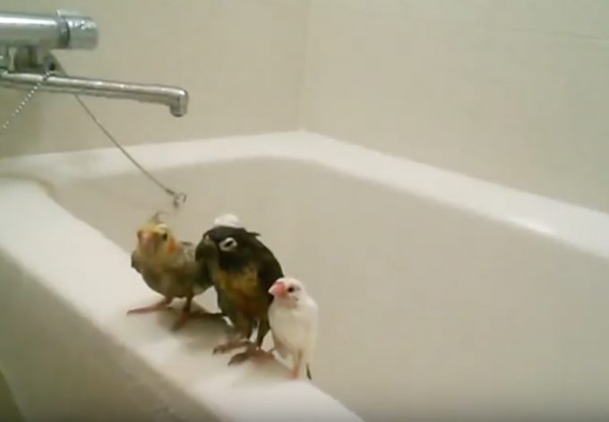 お風呂場で小鳥4羽が仲良くシャワーを浴びるおもしろ動画