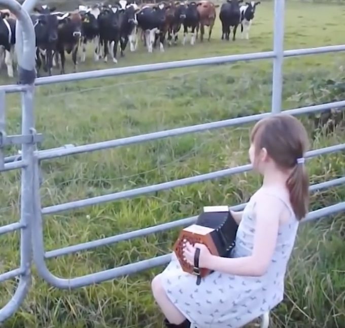 音楽の力はすごい！アコーディオンの音色に続々と集まる牛の動画