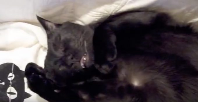 「シェー！」のポーズで寝る黒猫さん