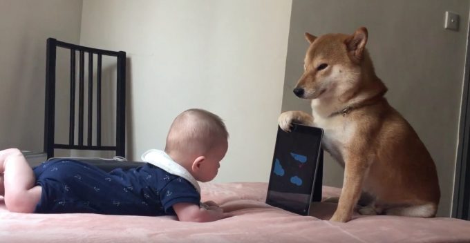 赤ちゃんにタブレットを見せてあげている健気な犬