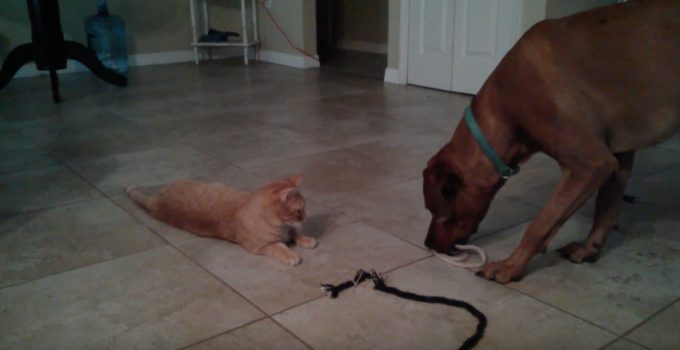 ロープで猫を釣ろうとする犬と気まぐれな猫