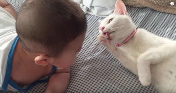 ただそれだけで癒される〜白猫と赤ちゃんがベッドでゴロゴロしている動画