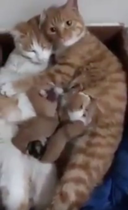 可愛い我が子に囲まれた幸せそうな猫夫婦の動画