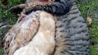 猫に抱き枕にされているニワトリの動画