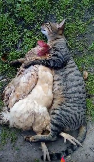 猫に抱き枕にされているニワトリの動画