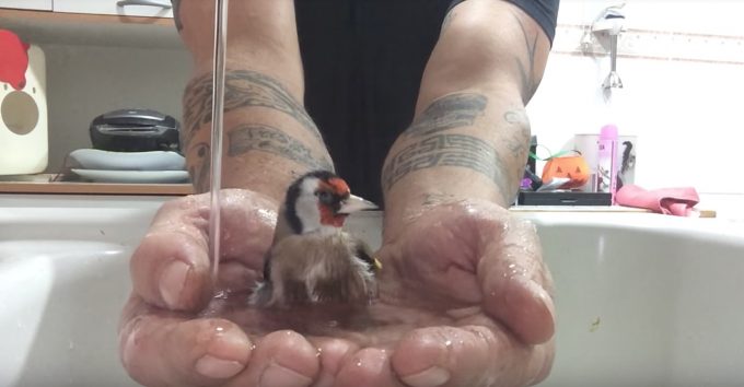 手のひらで水浴びをする鳥に癒される動画