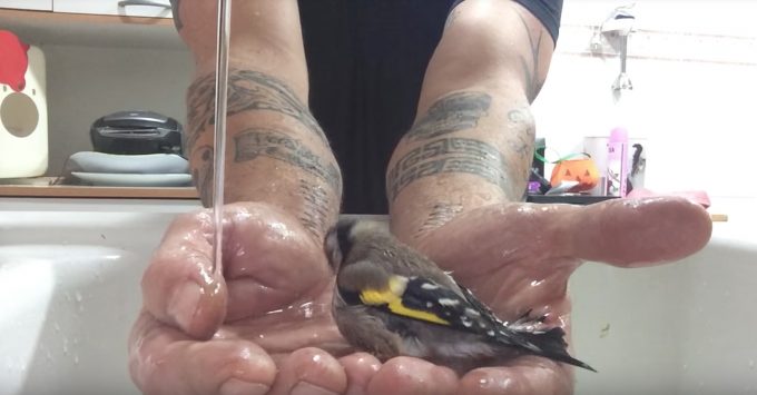 手のひらで水浴びをする鳥に癒される動画
