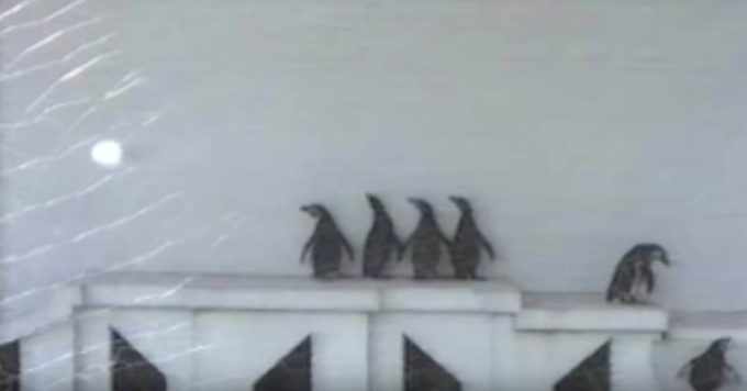 息ぴったり！4匹のペンギンダンス