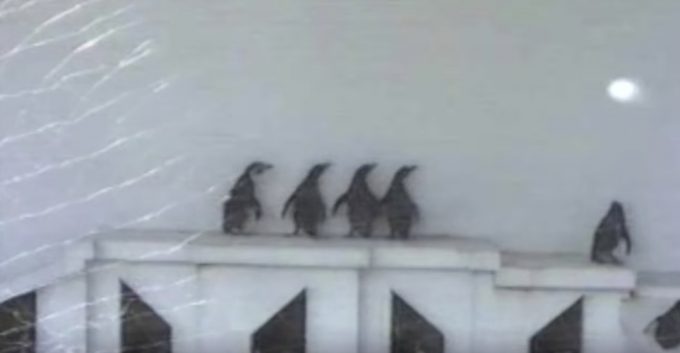 息ぴったり！4匹のペンギンダンス