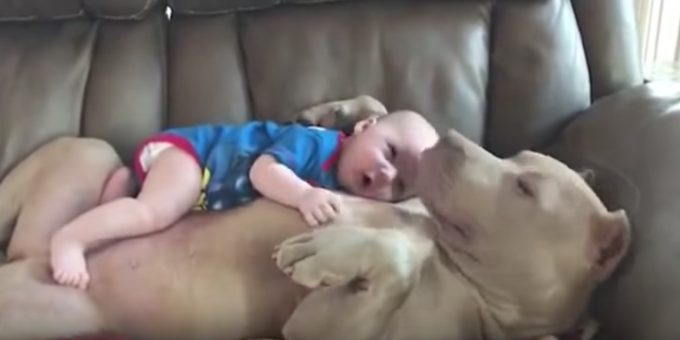 人間の赤ちゃんをお腹に乗せてソファーでくつろぐ犬