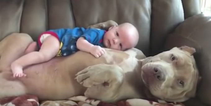 人間の赤ちゃんをお腹に乗せてソファーでくつろぐ犬