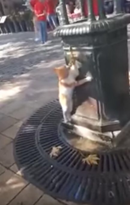 おかしな体勢で蛇口から水を飲む猫