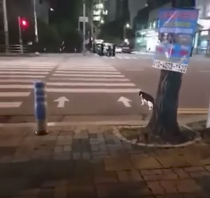 青信号になって横断歩道をわたる賢い猫