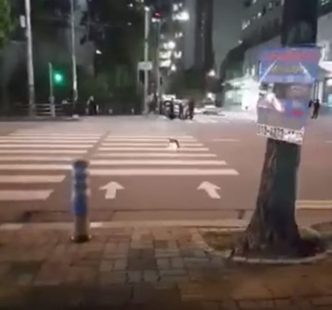 青信号になって横断歩道をわたる賢い猫