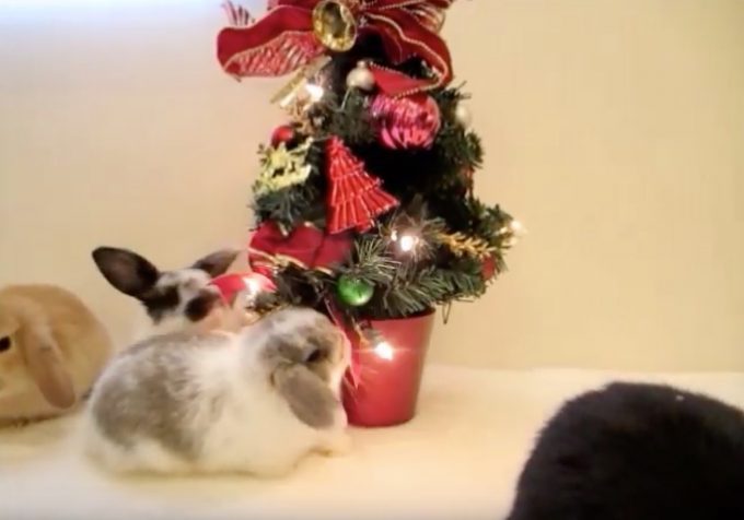 メリークリスマス ツリーの前で大はしゃぎな子ウサギ達 癒し おもしろ動物動画ガイド