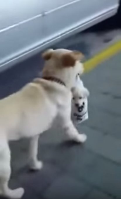 子犬を手提げ袋に入れて街中を散歩する母犬