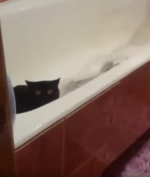 台所から魚を盗んだ犯猫がこちら！