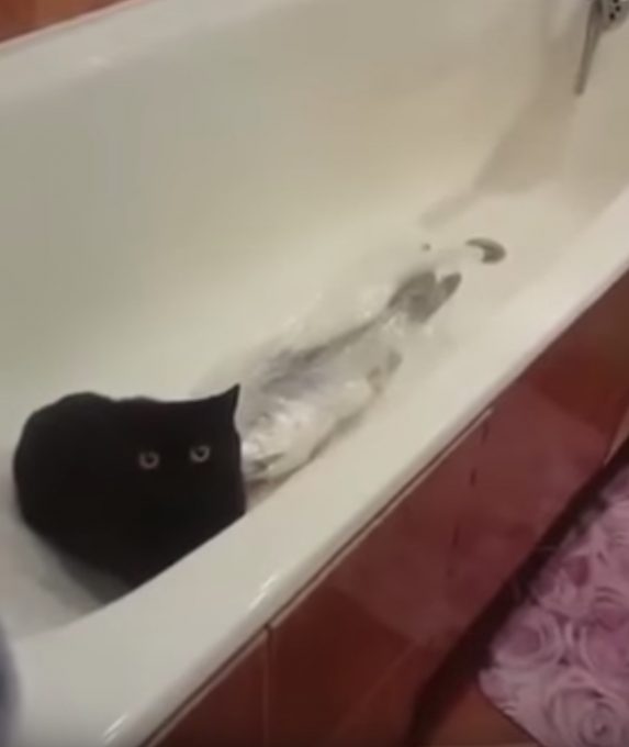 台所から魚を盗んだ犯猫がこちら！