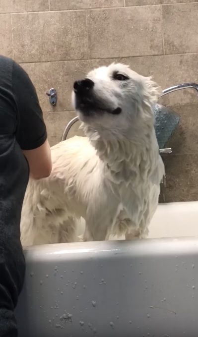 お風呂中「アワアワ」言う犬がなんだかおもしろい