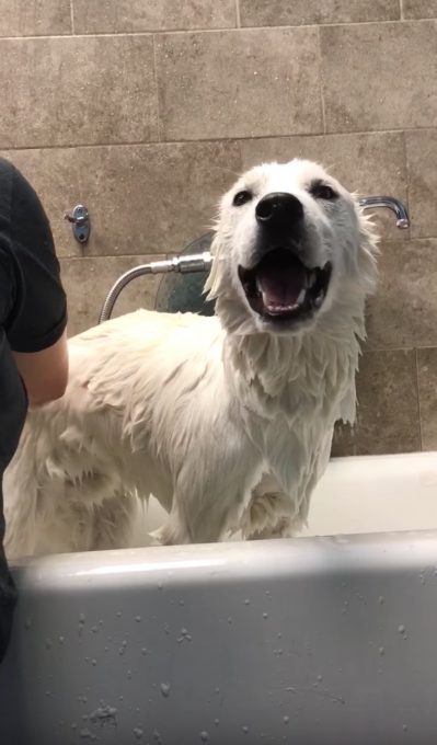 お風呂中「アワアワ」言う犬がなんだかおもしろい
