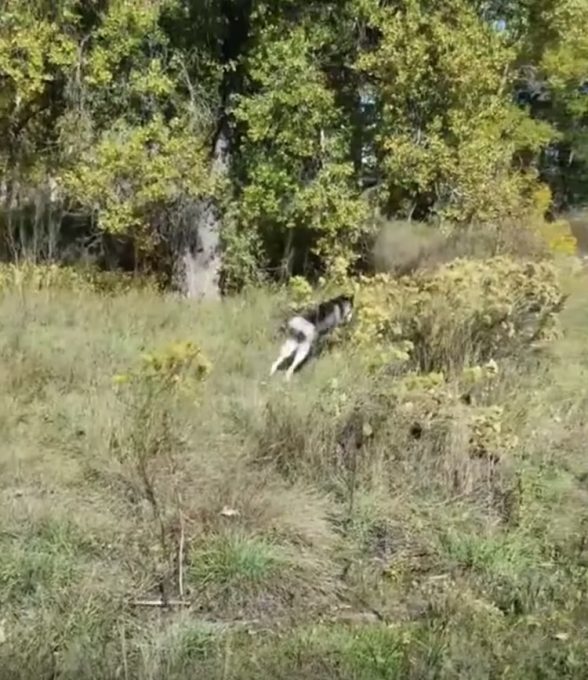 草原で鹿のように飛び跳ねるハスキー犬が可愛い