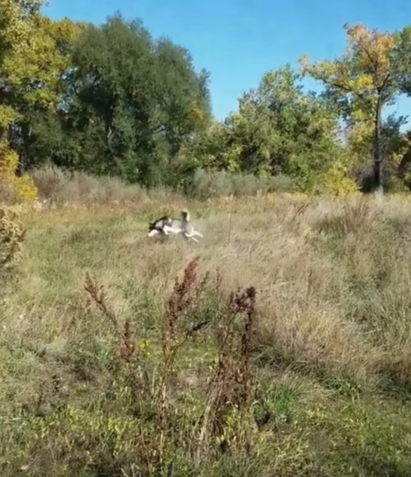 草原で鹿のように飛び跳ねるハスキー犬が可愛い