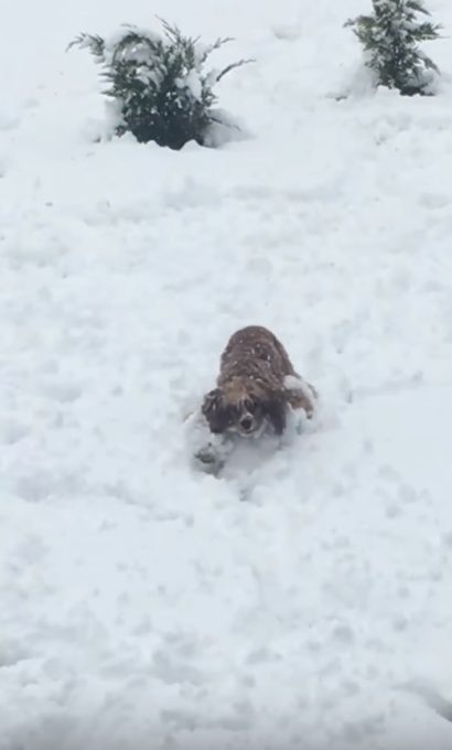 ロングヘアのワンちゃん、雪遊びで雪だるまになる