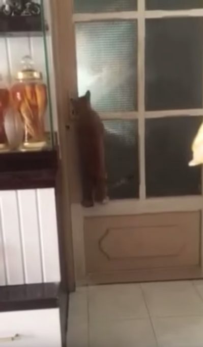 賢く器用にドアを開ける猫