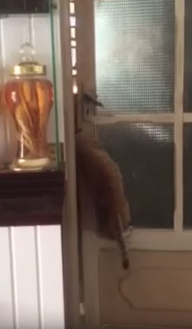 賢く器用にドアを開ける猫