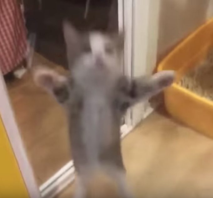 手をパタパタしながらジャンプする子猫が可愛すぎる！