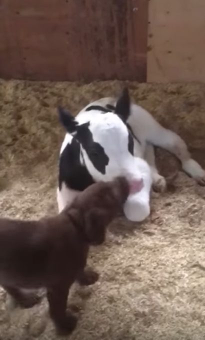 子犬と子牛の仲良し動画
