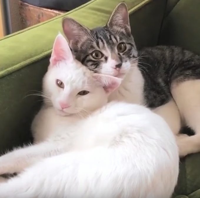 深い絆にほっこり。姉弟ネコの動画