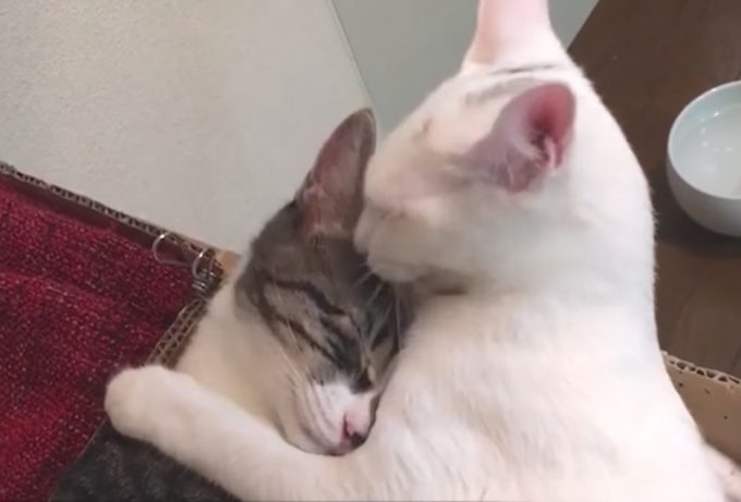 深い絆にほっこり。姉弟ネコの動画