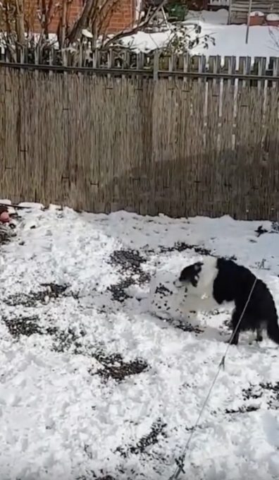 雪だるまを作る犬の動画