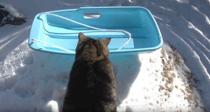 ソリで雪遊びする猫