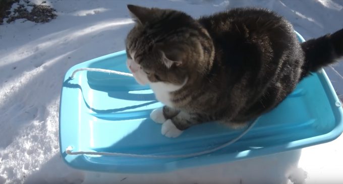 ソリで雪遊びする猫