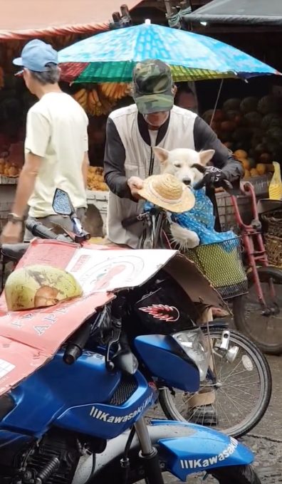 自転車カゴの中で雨の身支度をされる犬がなんだか可愛い動画
