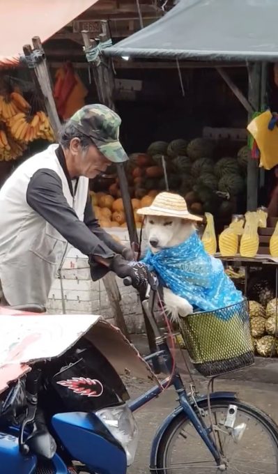 自転車カゴの中で雨の身支度をされる犬がなんだか可愛い動画