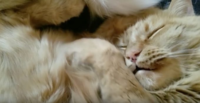 猫の寝言が可愛すぎる動画