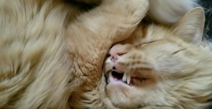 猫の寝言が可愛すぎる動画